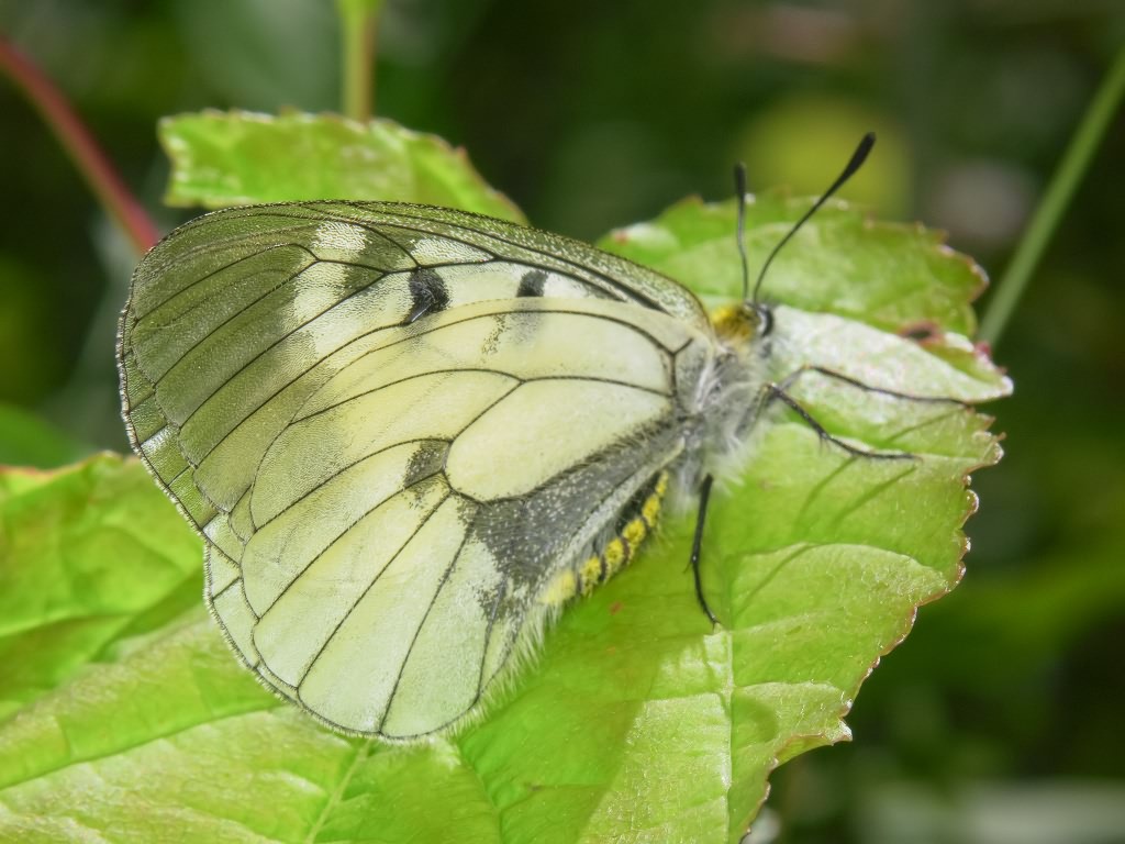 Parnassius mnemosyne (Linnaeus, 1758)